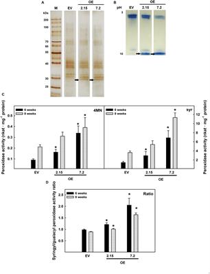 Overexpression of ZePrx in Nicotiana tabacum Affects Lignin Biosynthesis Without Altering Redox Homeostasis